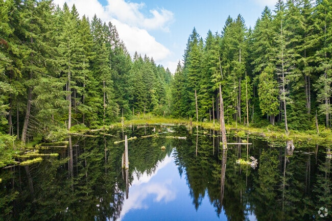Sunlight filters through trees along a serene path in Redmond Watershed Preserve.