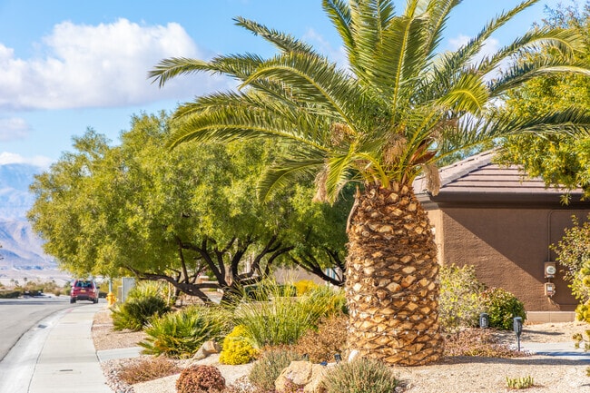 Palm trees and greenery is a common trait in neighborhoods in Sun City Anthem.