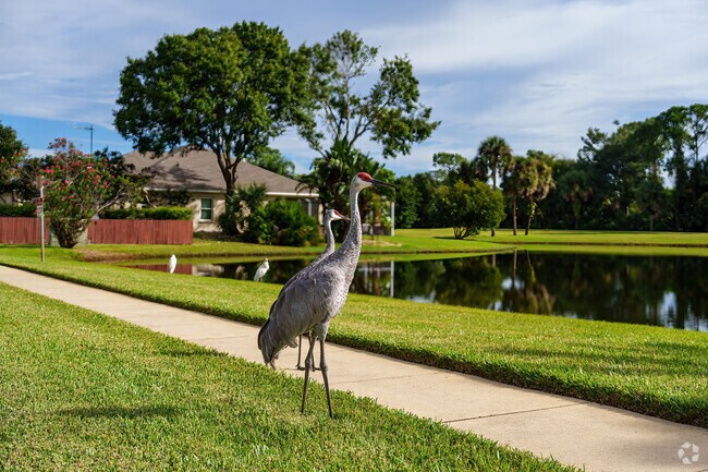 Beautiful Sandhill Cranes frequently roam Turnbull Shores.