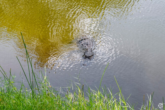 Keep an eye out for wildlife in Vero Lake Estates.