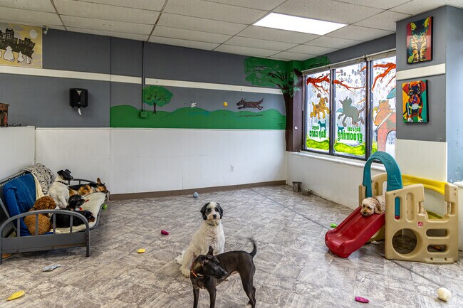 City Tails Pet Grooming in Brighton offers grooming and daycare for pets.
