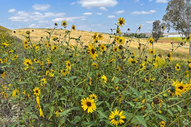 Local wildflowers bloom in April and May throughout The Retreat neighborhood.