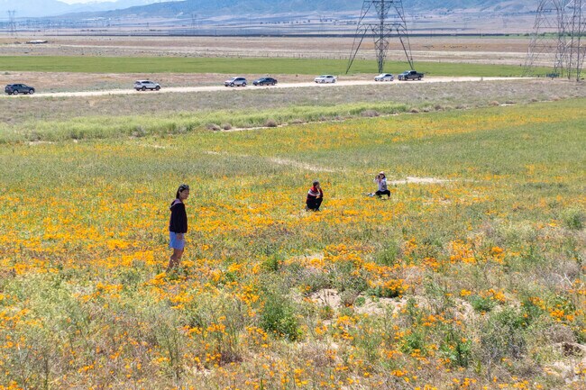 The Poppy Reserve bursts into color, celebrating the beauty of the state's iconic flower.