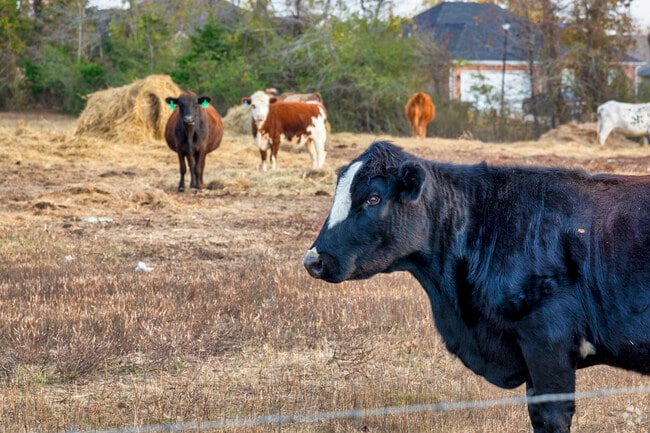 East Conway blends city conveniences with a peaceful, rural atmosphere.