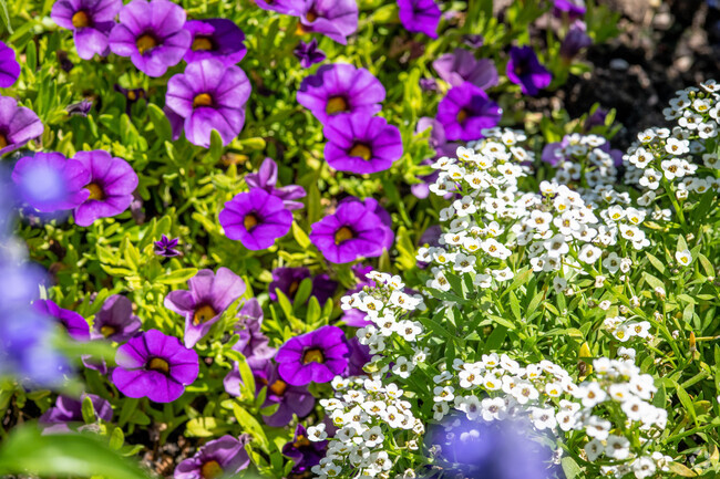 Get out and enjoy nature in Whitney Oaks.