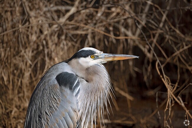 Great Blue Herons can be found stalking the trails of the Aquatic Gardens in Kenilworth.