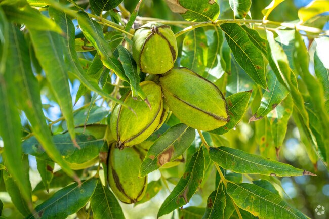 Ramirez Pecan Farm offers a peaceful escape into the heart of nature.
