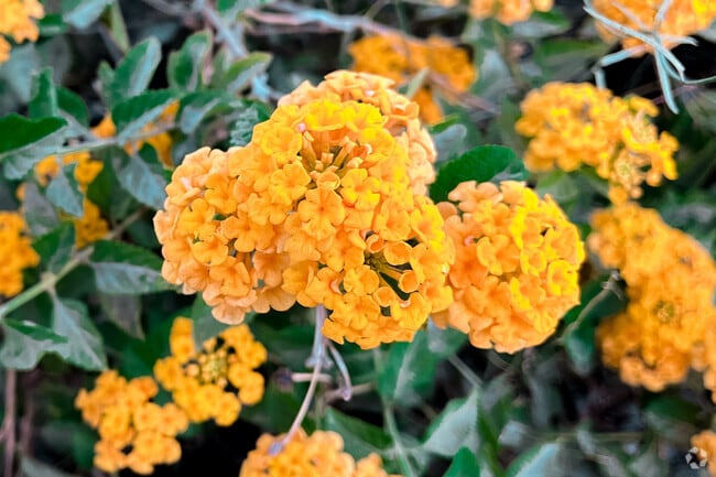 Desert blooms along with the education at La Quinta Middle School.
