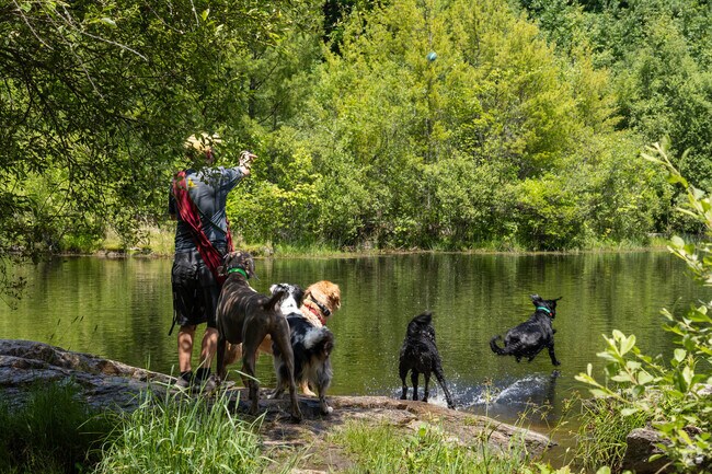 Dogs can enjoy a lovely swim in the river pools in Callahan State Park in Nobscot.