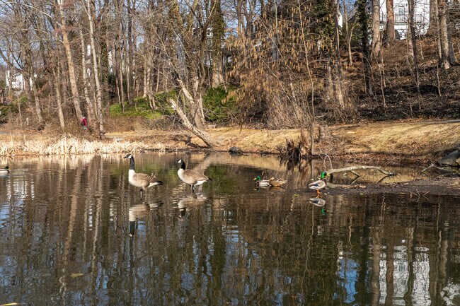 The Hartsdale Duck Pond is home to local wildlife in Greenacres.