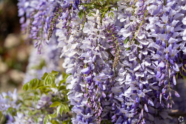 Wisteria blooms cascade in soft purple across Pierce Ranch, brightening spring in Almaden Valley.