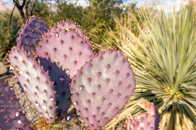 The trails in Creekside have colorful cacti.