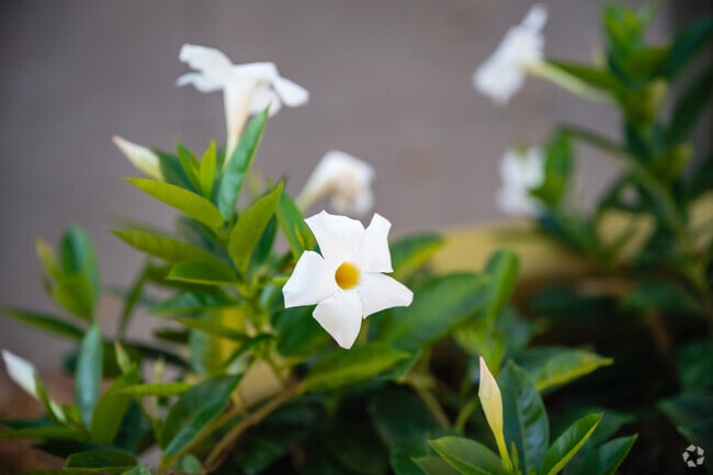 White flowers and bouquets can be found all around the Northside neighborhood.