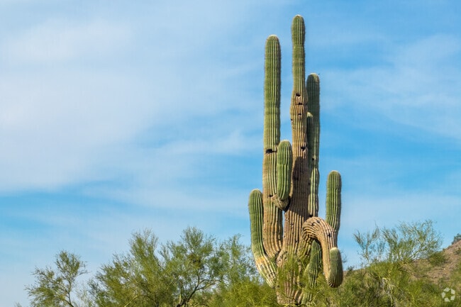 Avid hikers can see cacti on the trails near Paradise Valley Village.