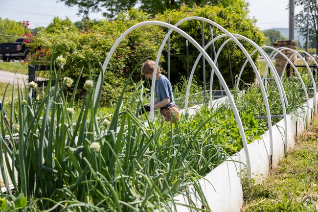 A farming collective thrives in Artisans Cove, nestled within Hampton Cove’s neighborhood.