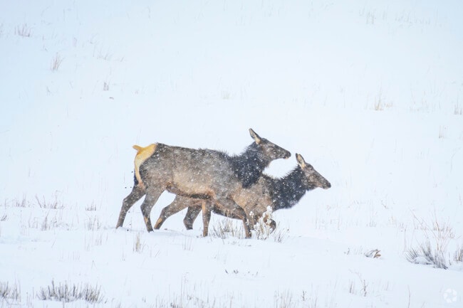 Edwards, Colorado, is a haven for outdoor enthusiasts, with miles of scenic trails, rushing rivers, and lush forests. Whether hiking, biking, or fishing, nature lovers can experience the beauty of the Rockies while spotting local wildlife like elk, deer, and eagles.