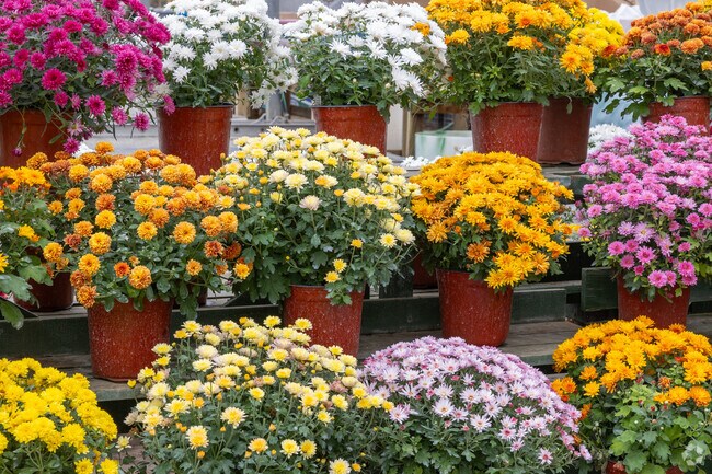 Locals head to Beck's Flower Shop for all their botanical needs, from arrangements to decor.