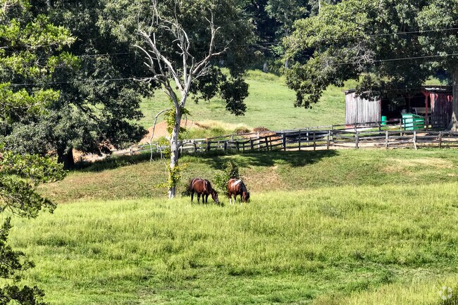 Find horses grazing on green grass on farms like Red Gate Quarter Horses in Paulette.