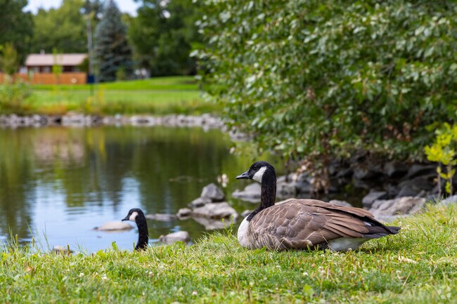 The pond at Loomiller Park in Longmont attracts local wildlife.