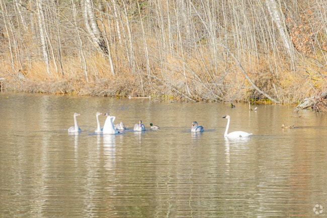 A family of swans enjoys the warm light of the morning in North Lakes.