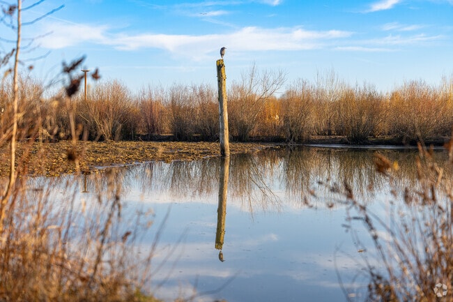The Great Blue Heron reflects on the waters at The Fernhill Wetlands.