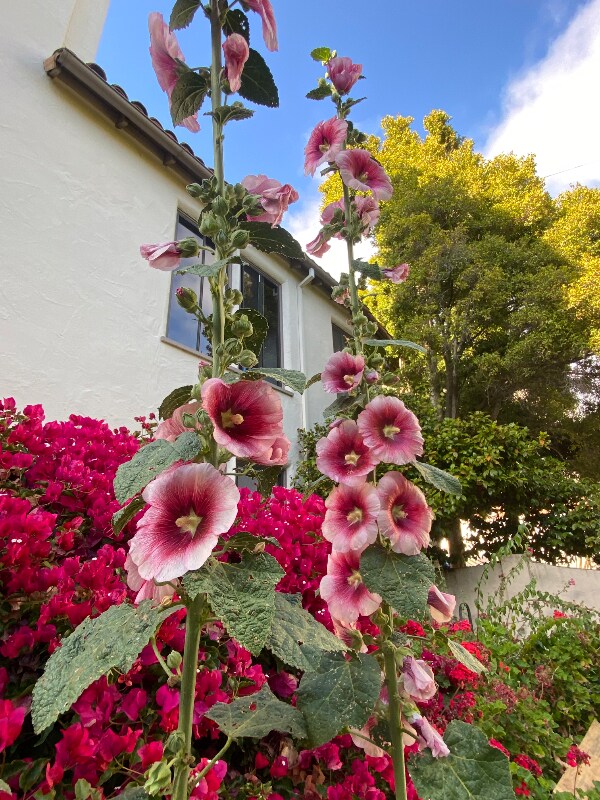 1701 Le Roy Ave unit 6, Berkeley, CA 94709 - photo 3