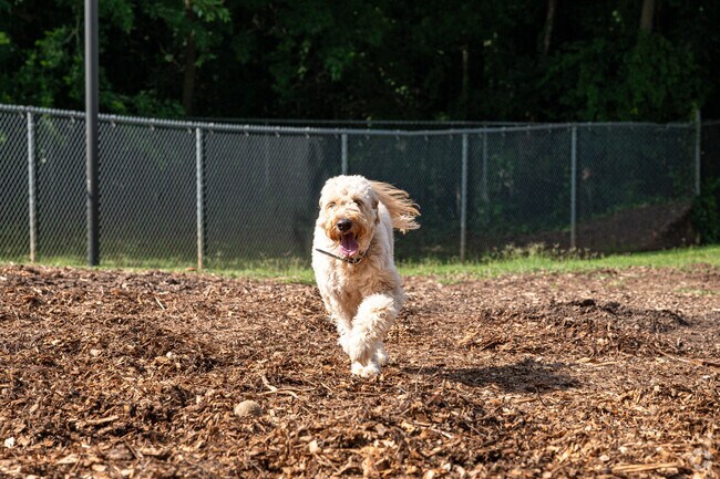Dogs have fun at the Leita Thompson Memorial Park near Wexford.