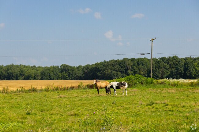 Horses thrive on Saline Township’s open farmland, perfect for equestrian enthusiasts.