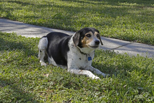 Summer Glen ~ Boutique Cottage Style Living Meets Hassle Free Leasing, Jacksonville, FL 32216 - photo 5