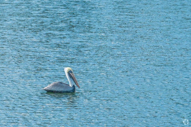 A pelican hangs out at Beacon Lake in Heritage Harbour.