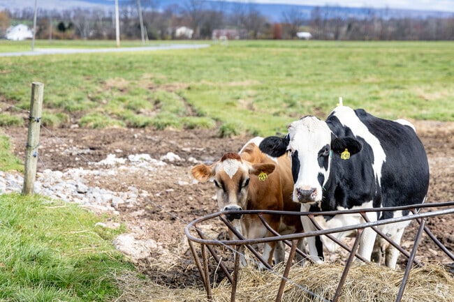 You can not miss the cows littering the landscape in Washington Township.