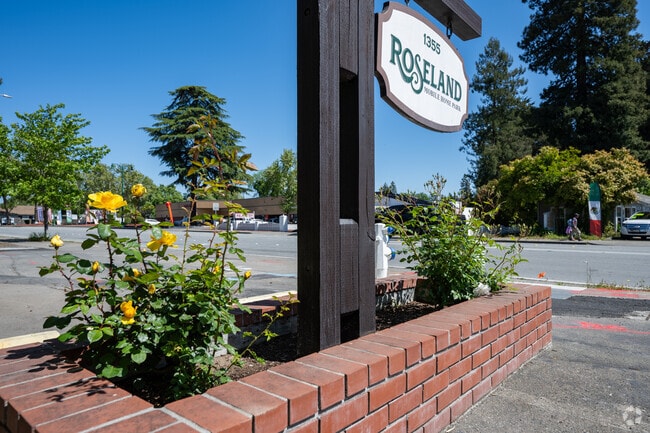 Roses thrive in the sunny heat of the Roseland neighborhood.