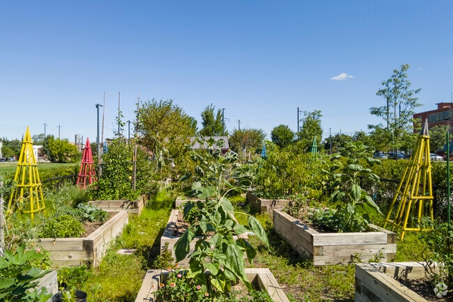 Biddle Street residents can grow their own vegetables at the Eager Park Community Garden.