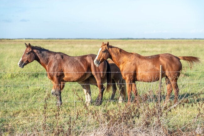 Many residents of Danbury own horses, which graze on the large plots of land.