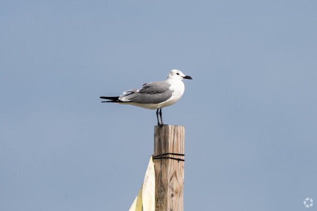 Laughing Seagulls are commonly found along the are of South Padre Island and surroundings.
