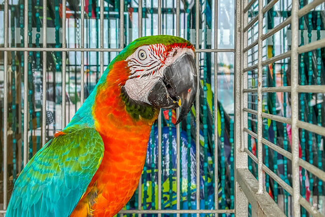 Make sure to get a hello from the local parrots at the island shopping center in Holmes Beach.