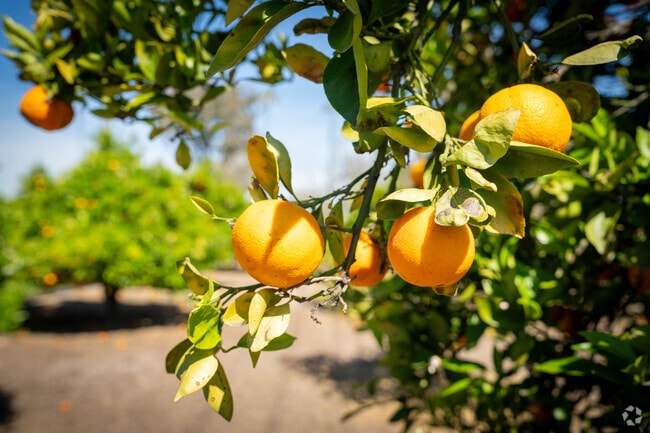 Residents will enjoy the smell of citrus in the air, when living in the Arlington South area.