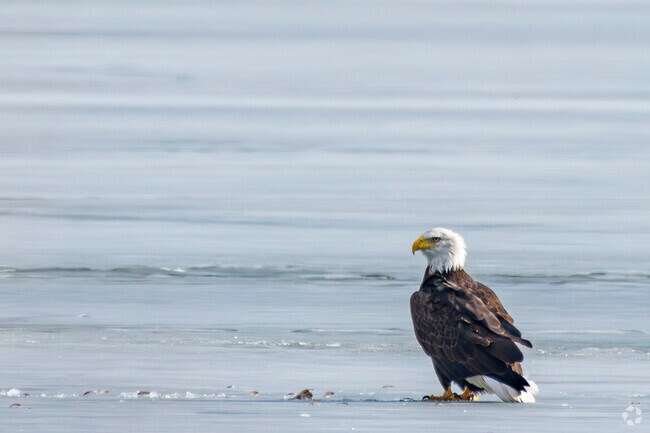 The park is home to a diverse ecosystem, attracting various wildlife species. Birdwatchers can delight in spotting majestic bald eagles, especially during winter months, when these magnificent birds can often be seen soaring above the park's lakes and wetlands.