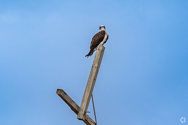 There is a resident Osprey that lives in John Grant Hubbard Park.