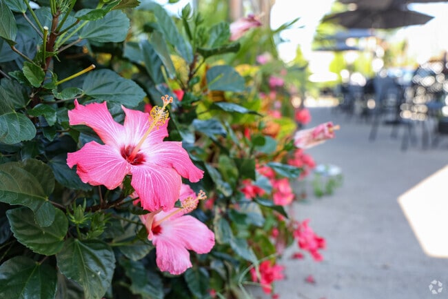 When walking around Oakmont, you will come across bright and beautiful flowers.