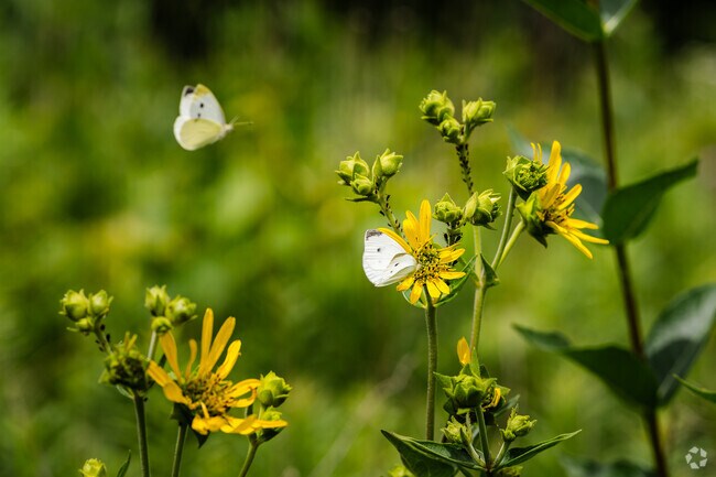 Greene Valley is home to more than 540 native plant species.