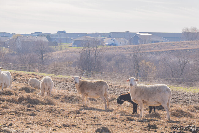 Just outside Platteville, cute cows and sheep are a common sight.