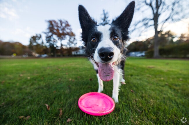 Residents can take their dogs out for frisbee and walks around Harvard.