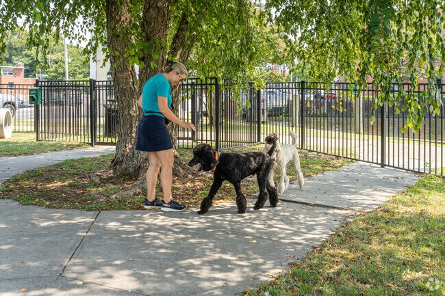 A couple of poodles take a break in the shade along the Wicomico River in North Camden.