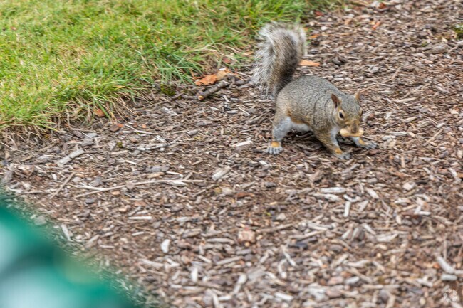 Residents of Mint Valley and Longview look forward to Squirrel Fest every August.