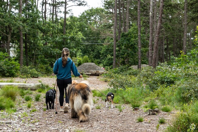 People and pups enjoy walks around the Mashpee Pine Barrons in Seabrook.