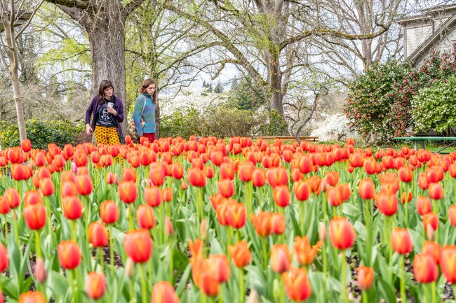 Bush's Pasture Park Rose Garden has beautiful colors for residents of nearby Southeast Salem.