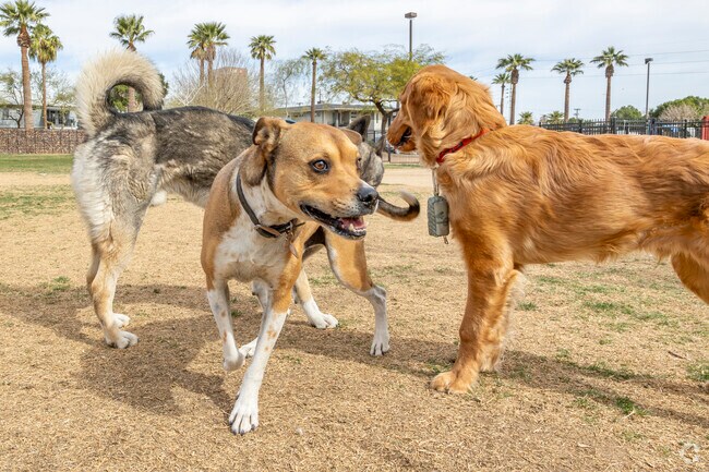 Dogs at Hance Park Dog Park in Downtown Phoenix are often friendlier than those at some nearby parks.