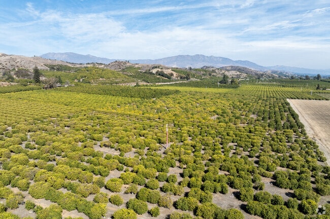 Citrus farms fill the landscape in Santa Paula.