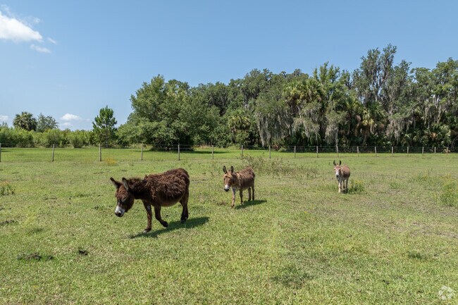 Lisbon has a large equestrian community and animals abound.